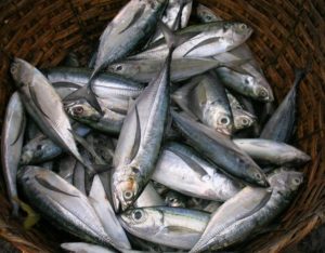 ikan kembung